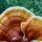 svampe-ganoderma-liv-menneske